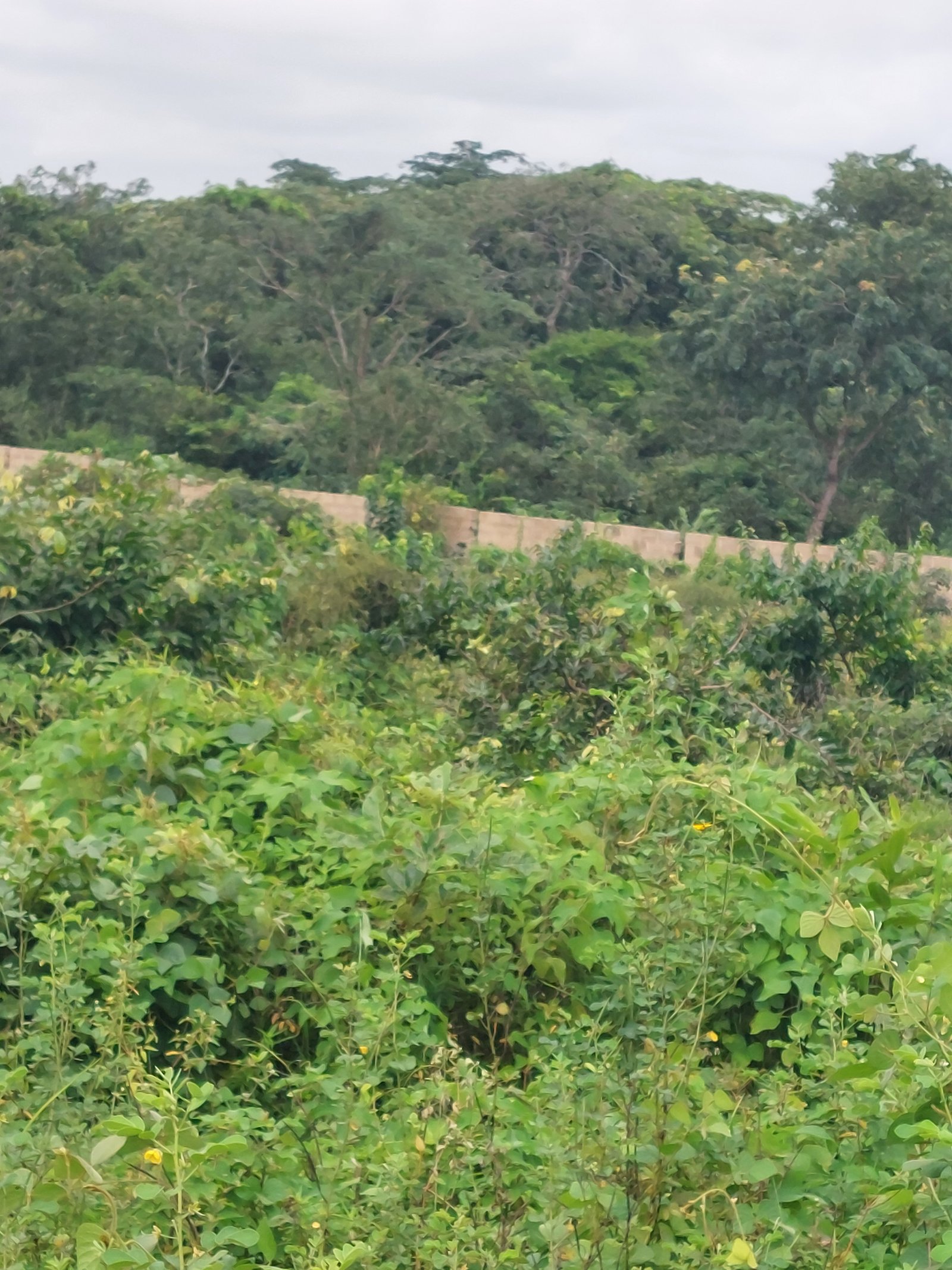 Prime Land For Sale In A Fast-...